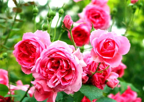 月季花开， 赵磊当选，南阳月季协会前景展望