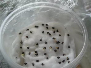 第一步：温水泡种子， 暖洋洋的感觉