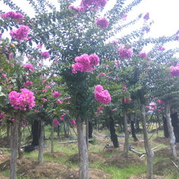 1. 扦插技巧大揭秘