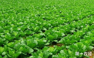 白菜出苗时间的小技巧