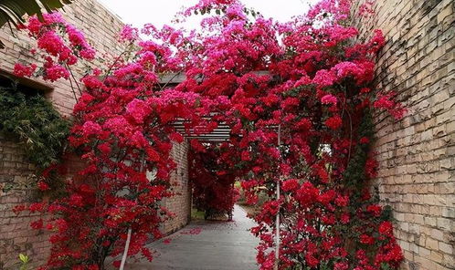 新品种介绍：'齐鲁红'月季