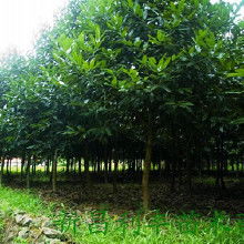 桂花树苗， 香飘四溢的价格揭秘