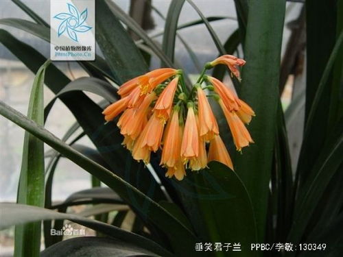 君子兰的花朝下开，这是为何