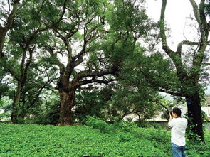 四、 爬山虎等爬墙植物：绿叶常青，观赏价值高