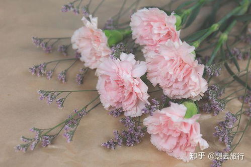 康乃馨栽种初期，如何正确浇水与施肥