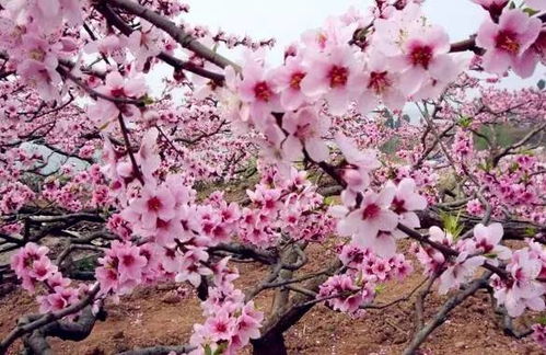 桃花的比喻，无尽的变化