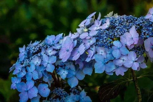 绣球花每天什么时候浇水最适宜？