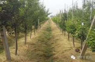 果树管理与播种花生