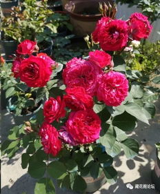 月季花入秋养护：花大又多的秘诀在这里！