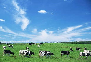 畜牧业繁荣，农产品供应充足