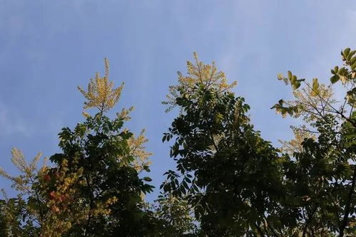 黄山栾树的细节