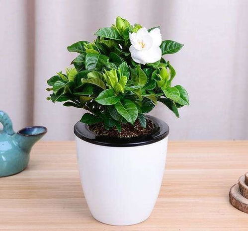 栀子花叶子发黄，是缺水还是施肥不当
