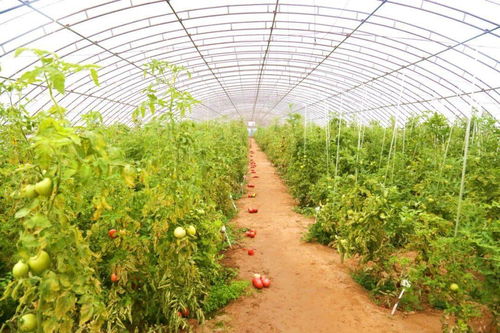 农药种类繁多，如何选择？