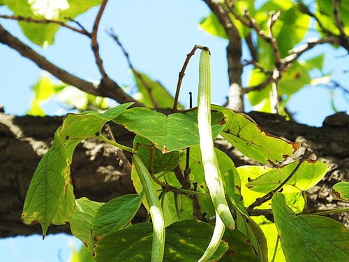 叶子枯萎的真相：秋季移栽的尴尬境遇