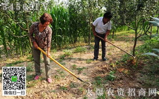 桃树果园除草剂使用方法注意事项大揭秘