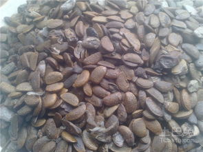 种皮太硬怎么办