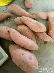 红薯膨大素， 红薯的“膨大剂”