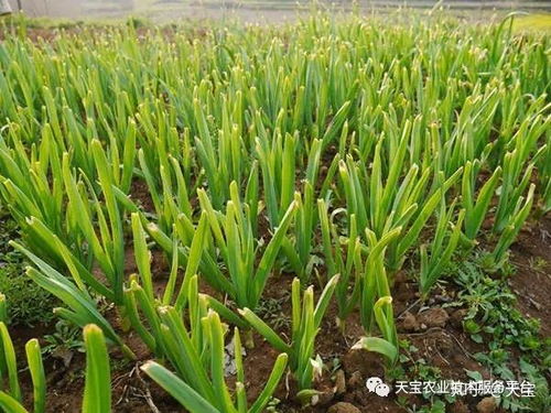 探索有效的除草剂