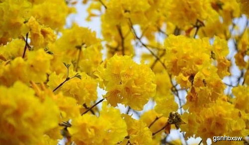 难题四：病虫害防治