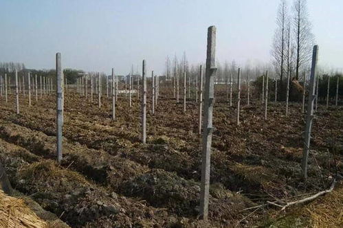 注意事项一：选地要讲究