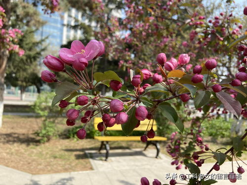 海棠花开，花落谁家