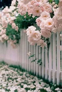 蔷薇花墙， 背景与装饰