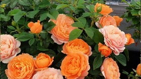 超微月品种， 花朵密集又好堪