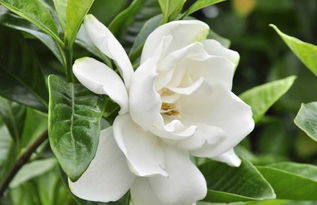 分株：老枝新芽， 栀子花的再生嫩力