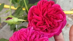 惯与黛博拉月季的花期