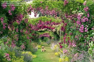 玫瑰种植要点，锦晃星的适应