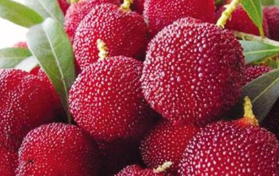 杨梅播种的三大雷区，你中了几招？