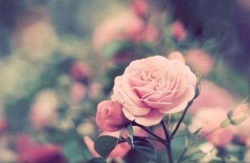 玫瑰花怕淋雨，但也渴