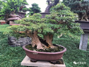 榆树盆景施肥：如何根据生长阶段选择合适的肥料