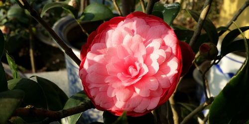 “茶花打花苞，如何催其开花