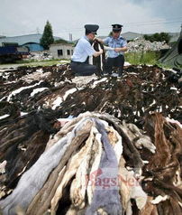 广州海关查获逾万张貂皮，引发非法野生动物贸易关注