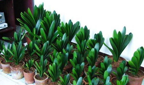 君子兰播种经验谈