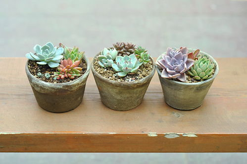 养花基础工具，全解析