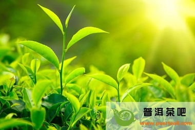 揭秘植物界的趣味知识，一起来探索！