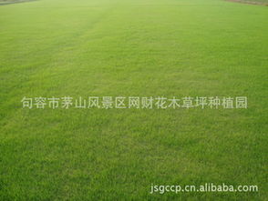 草坪铺设价格之谜：揭秘每平米费用