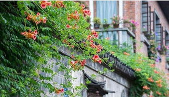 寻找耐寒耐旱的“绿宝贝”