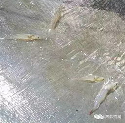 虾苗应激引发大面积死亡：揭秘致命症状与潜在原因
