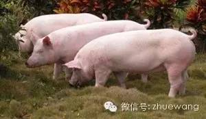 母猪挑食新配方如何调整，能降低500元/头的饲料成本？