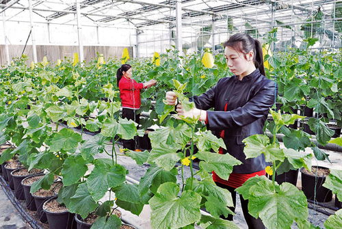 猫爪藤全株可药用，农业种植潜力大