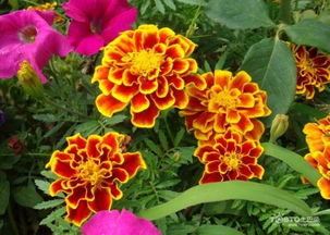 孔雀草与万寿菊的对比大揭秘