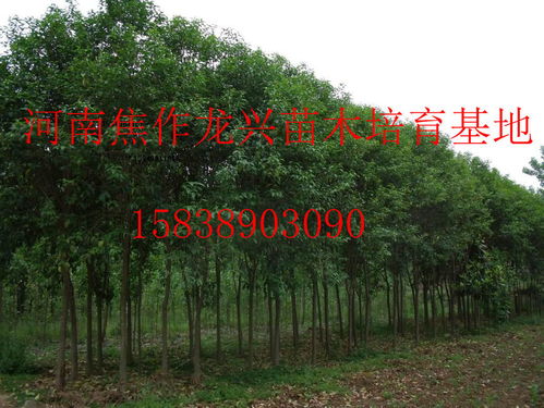 揭秘拐枣树的性别识别与繁衍技巧，掌握农业繁殖秘诀！