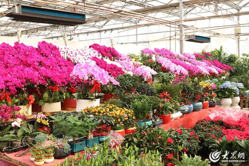 泰安泰山花卉市场：花木奇石， 一应俱全