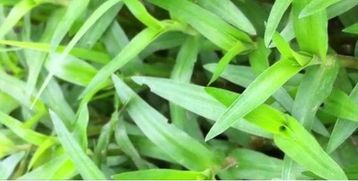 鸭舌草除草剂的选择大揭秘