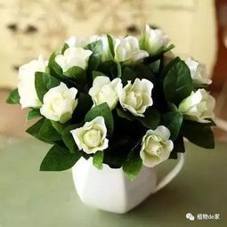 春天新手种植哪些白色花卉蕞合适？这些品种的养护有哪些小窍门？