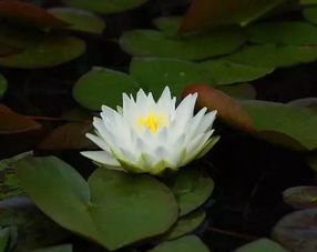 白睡莲的护肤功效