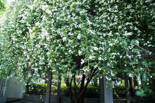 木香花：小花朵大香气